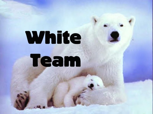white bear